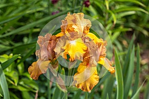 Closeup of flower bearded iris in garden