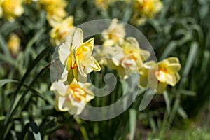 Closeup of flower bed with yellow blooming daffodils background or concept