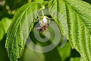 Closeup on a flower with bee flying over