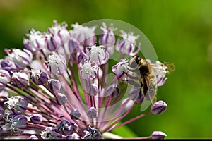 Closeup on a flower with bee flying over