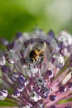 Closeup on a flower with bee flying over