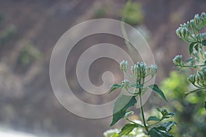 Closeup flower of Bitter bush, Siam weed