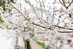 Closeup flower blossom in springtime. Colorful bright petal and vivid leaf. Macro softness picture, elegant decorative