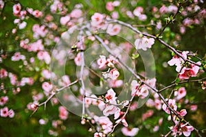 Closeup flower blossom in springtime. Colorful bright petal and vivid leaf. Macro softness picture, elegant decorative