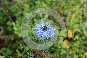 Closeup of a flower blue Love in a mist, Nigella damascena on the green backgrounds.