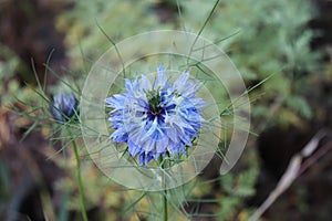 Closeup of a flower blue Love in a mist, Nigella damascena on the green backgrounds.