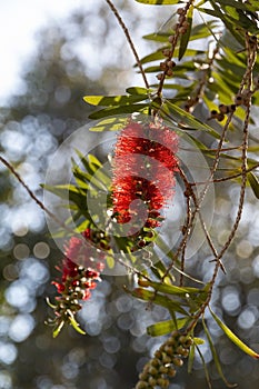 The flower of a bottlebrushes tree