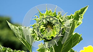 Closeup of flower bud of sunflower