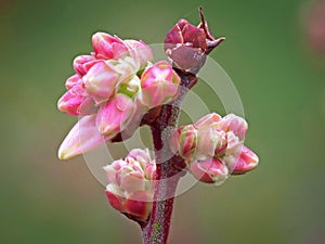 Closeup of flower buds on a blueberry bush