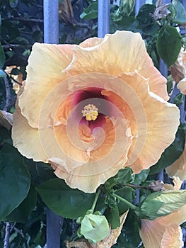 Closeup of the flower of the Chinese rose