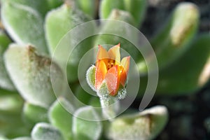 Closeup Of Flower On Echeveria Doris Taylor Succulent