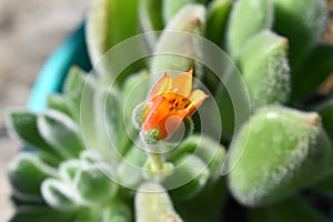 Closeup Of Flower On Echeveria Doris Taylor Succulent