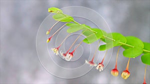 Closeup flower of Egg Woman, Phyllanthus niruri