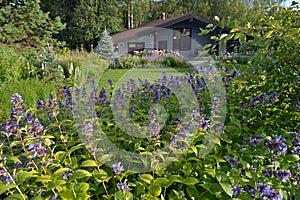 Closeup flower garden with perennials and purple flowers in front of the house