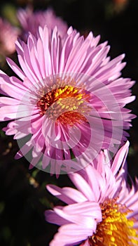 Closeup of pink flower. Crysanthemum