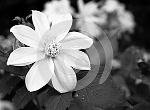 Closeup flower in the garden with space for text. Black and white photo