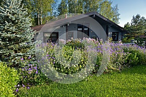 Closeup flower garden with perennials and purple flowers in front of the house