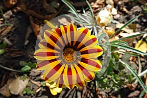 Closeup of flower of Gazania rigens `Big Kiss Yellow Flame` in October