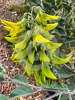 Closeup flower of Green regal birdflower growing in Perth, Western Australia