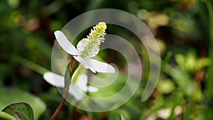 Closeup of a flower of Houttuynia cordata
