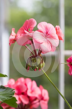 Closeup of Flower of Light Pink Pelargonium Hortorum Zonal