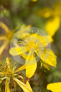Closeup of flower medicinal plants - Hypericum perforatum photo