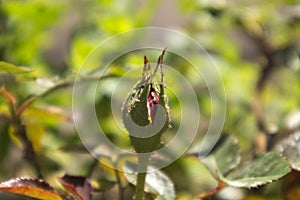 Closeup of a flower of a miniature rose bush infected with aphids