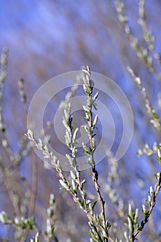 Closeup of a flower in nature and spring time with blue sky background. Beautiful, isolated flowering willow plant grows