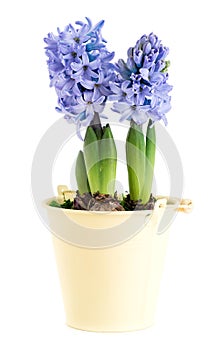 closeup flower purple hyacinth in a pot isolated on white background