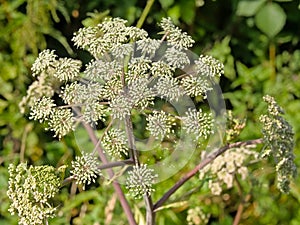 Closeup of a flower raceme of wild angelica i