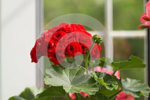 Closeup of Flower of Red Rosebud Pelargonium