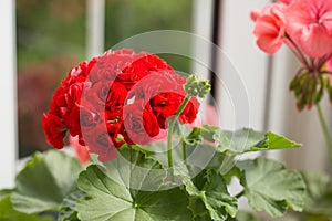 Closeup of Flower of Red Rosebud Pelargonium