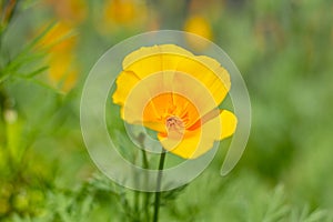 Closeup of a flower scientific name Eschscholzia Californica in a meadow. Also called California Golden Poppy.