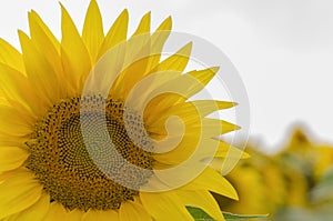 Closeup of a flower of a sunflower a flower against the background of a field and a clear sky