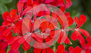 Closeup of flower umbels of red geranium. Garden flowering plant background