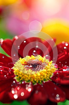 Closeup of flower with waterdrops