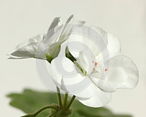 Closeup of Flower of White Pelargonium Hortorum Zonal