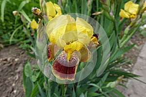 Closeup of flower of yellow and maroon bearded iris in May