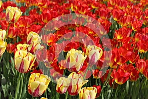 Closeup of flowerbed with bright beautiful tulips