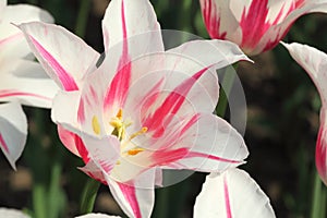 Closeup of flowerbed with tulip