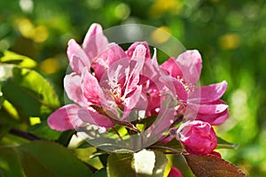 Closeup of flowering branch of the Heavenly pink apple tree