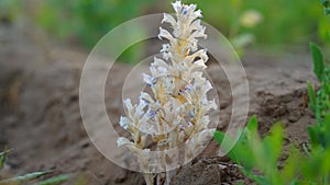 Closeup of flowering broomrape or Orobanche Caryophyllacea with attractive white flower. Medicinal plant closeup