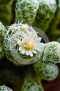 Closeup of a flowering cactus prickly pear covered with thorns