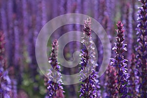 Closeup of flowering Caradonna Salvia