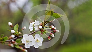 Closeup flowering cherry branch against blurred background.