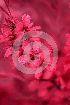 Closeup flowering cherry branch colored in Viva Magenta - color of the year 2023. Natural banner with main trend concept. Place