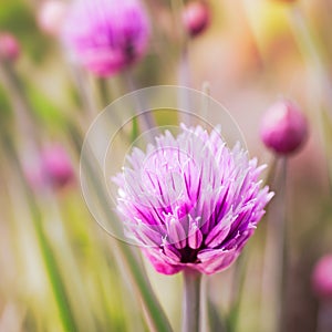 Closeup of flowering chives