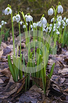 Closeup of flowering Galanthus nivalis or or common snowdrop