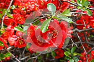 Closeup of blossom of Japanese quince or Chaenomeles japonica tree photo