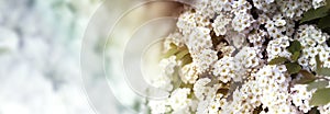 Closeup of flowering shrub bridal wreath spirea floral background.